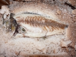 Sal do Mar - Meersalz für Fisch im Salzmantel - 1 kg